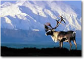 Park Tour - Tundra Wilderness Tour